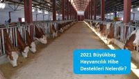 2021 Büyükbaş Hayvancılık Hibe Destekleri Nelerdir?