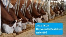 2021 TKDK Hayvancılık Destekleri Nelerdir?