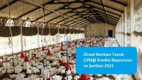 Ziraat Bankası Tavuk Çiftliği Kredisi Başvurusu ve Şartları 2021