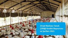 Ziraat Bankası Tavuk Çiftliği Kredisi Başvurusu ve Şartları 2021
